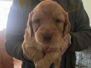Labradoodle dogs - Advert 1
