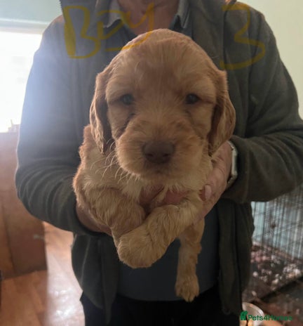 Labradoodle dogs - Advert 1