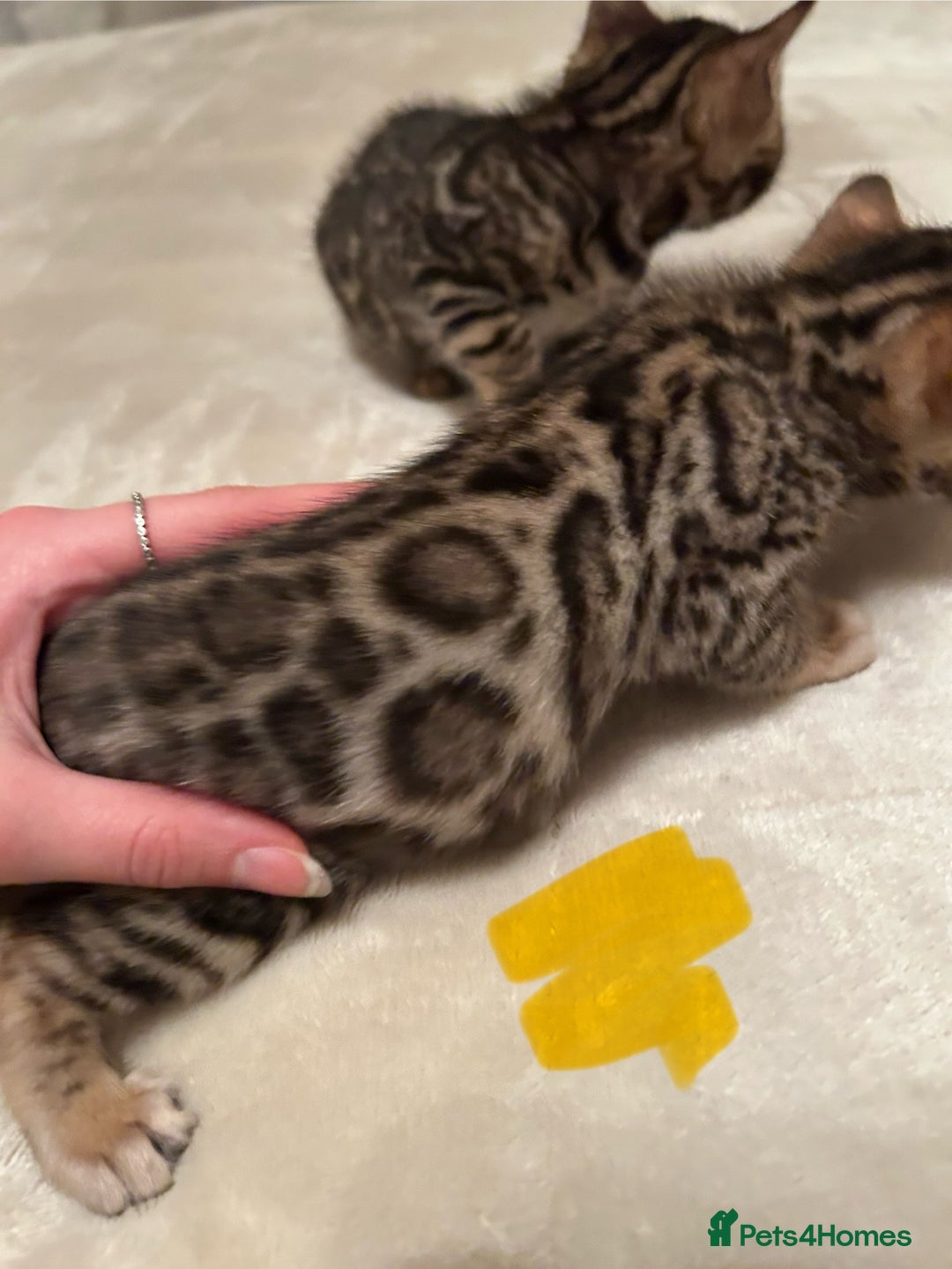 Bengal cats for sale: ❤️ Stunning Bengal Kittens for Reservation ❤️ - Advert 24