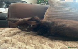 Mixed Breed cats for sale: BLACK KITTENS - Image 6
