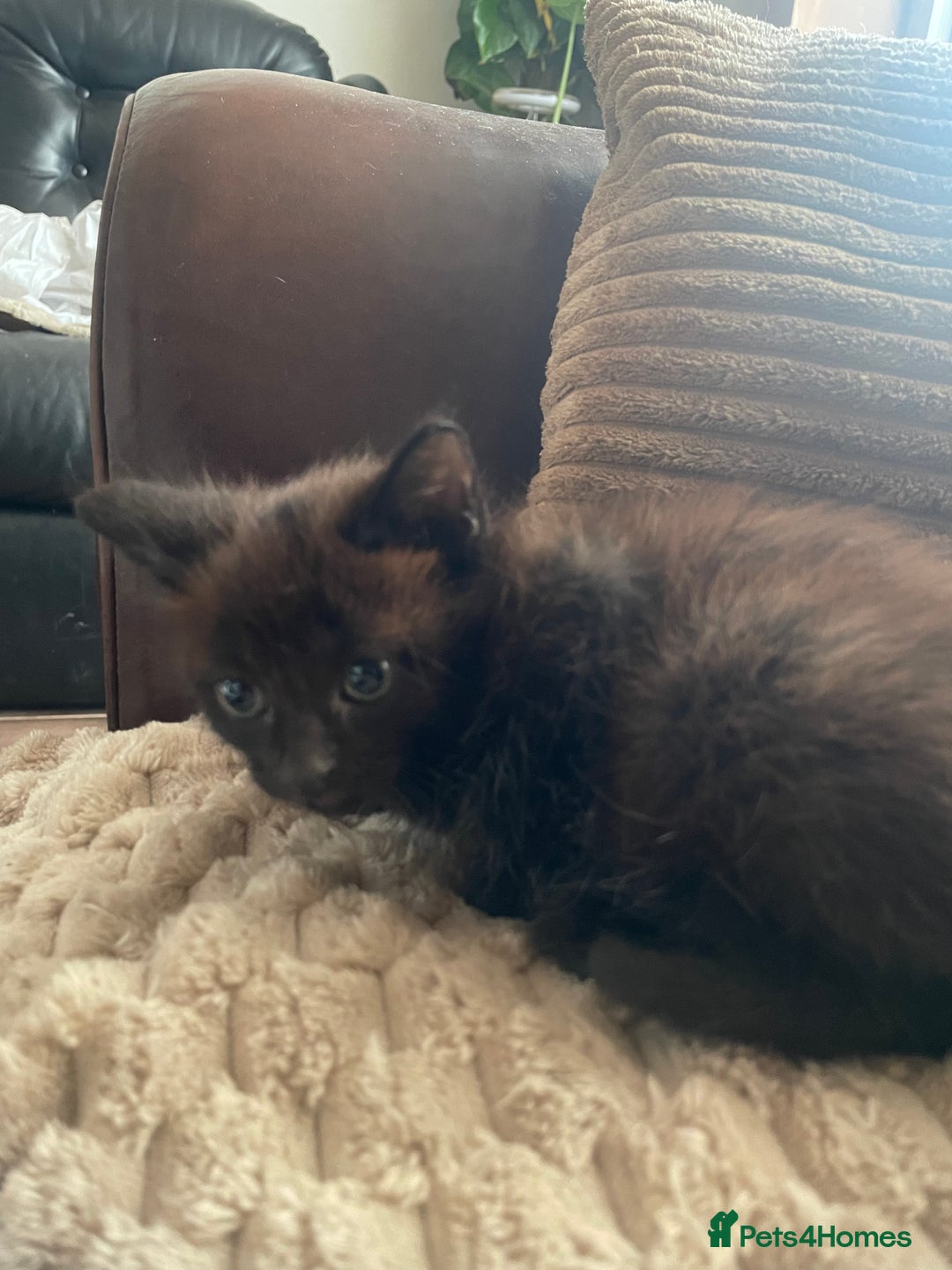 Mixed Breed cats for sale: BLACK KITTENS - Image 6