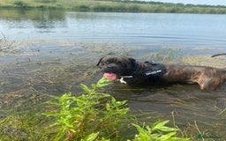 Cane Corso dogs for sale: 2 year old Cane Corso  - Image 2