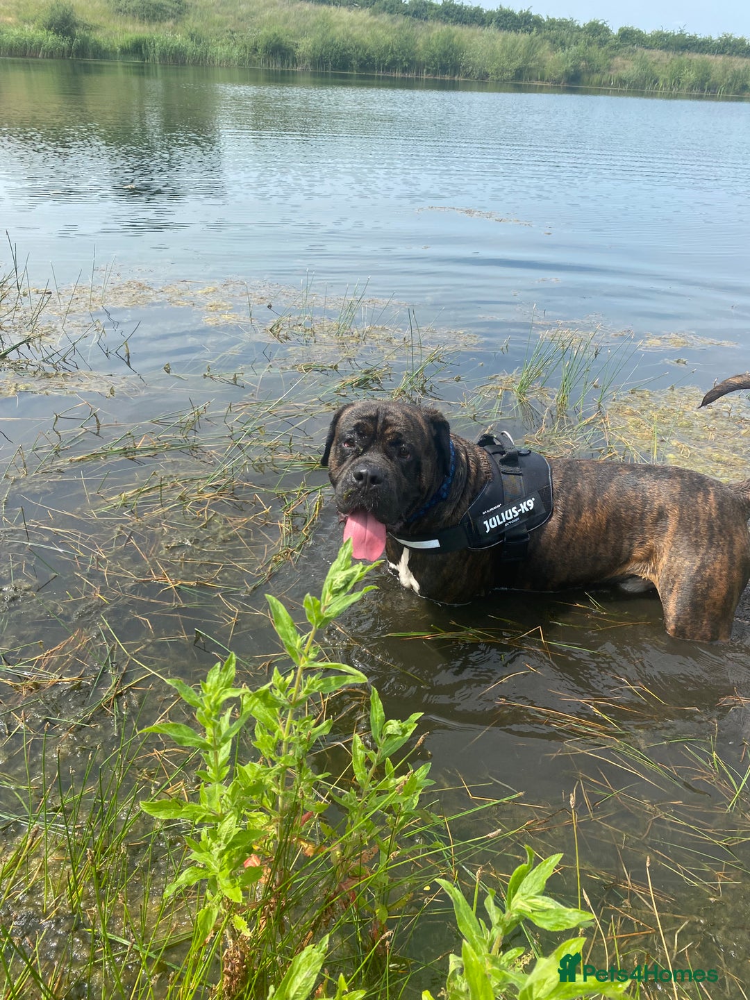 Cane Corso dogs for sale: 2 year old Cane Corso  - Image 2