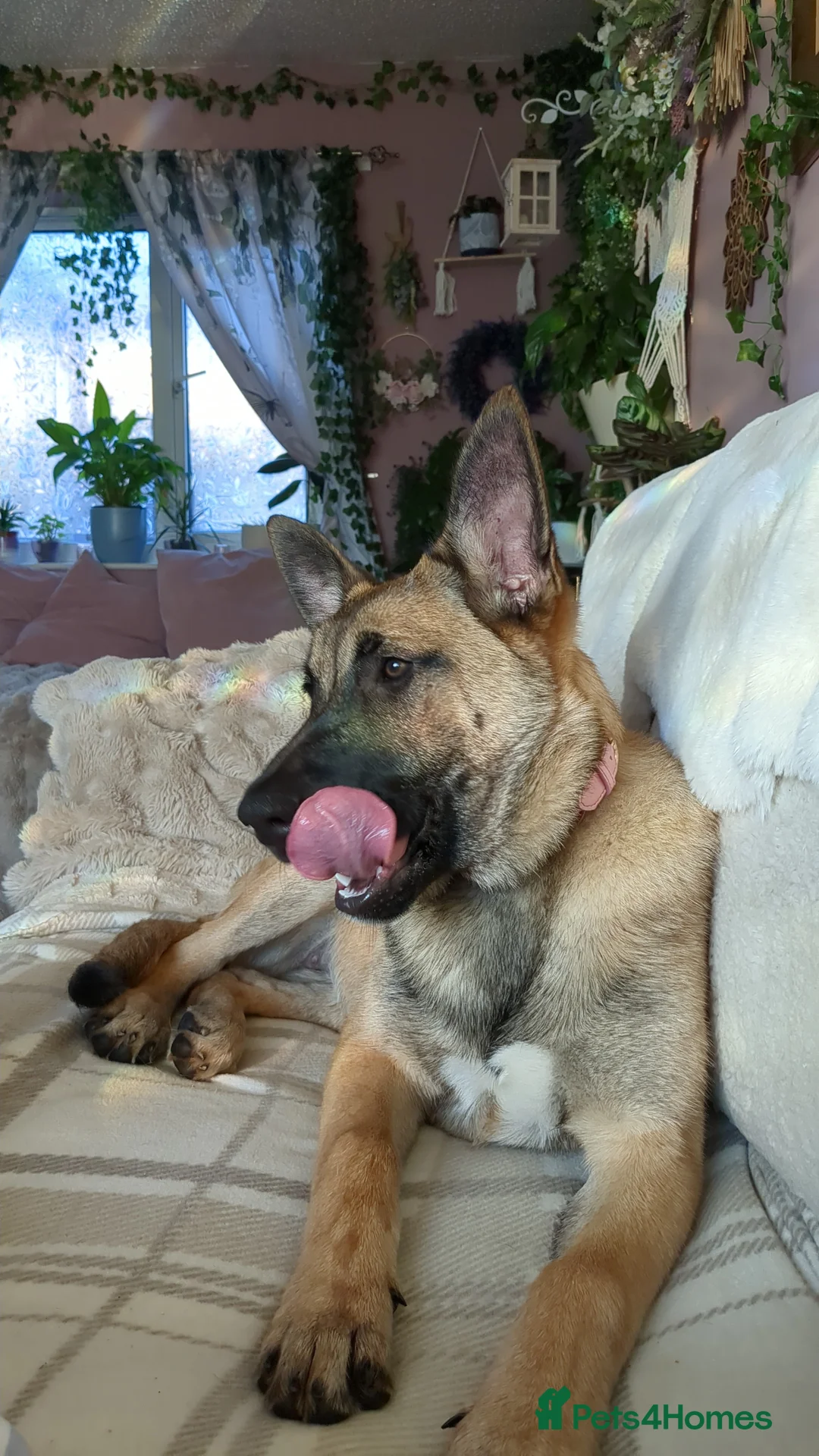Belgian Shepherd Dog dogs for sale: Belgian malinois girl  - Advert 1
