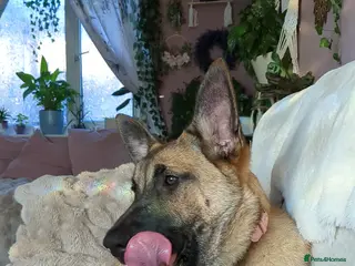 Belgian Shepherd Dog dogs for sale: Belgian malinois girl - Advert 2