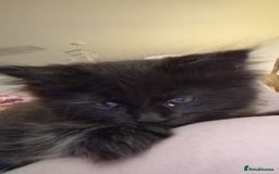 Maine Coon cats for sale: Maincoon x ragdoll  - Image 24