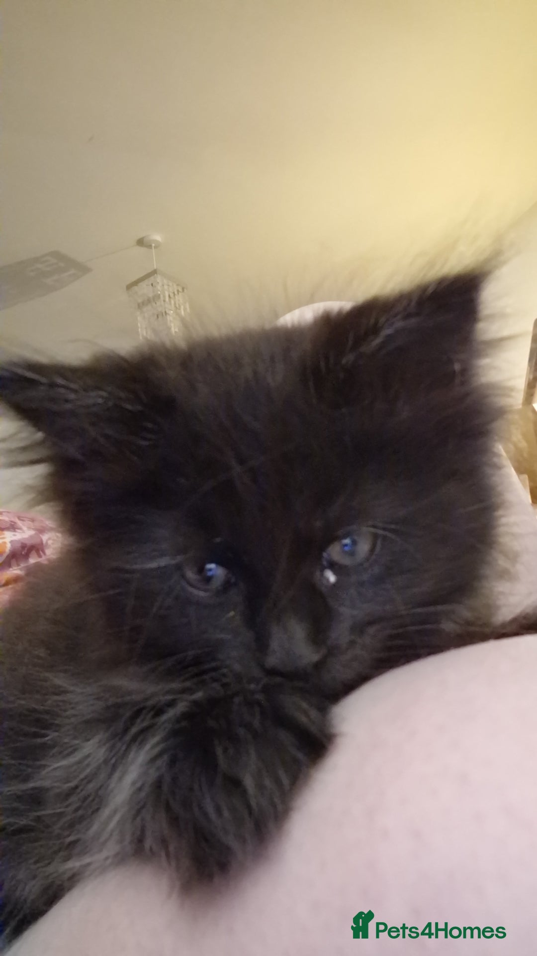 Maine Coon cats for sale: Maincoon x ragdoll  - Image 24