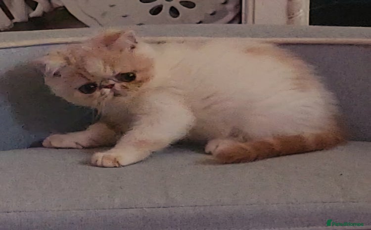 Exotic cats - Advert 2