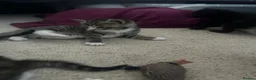 Mixed Breed cats for sale: 7 adorable kittens - Advert 10