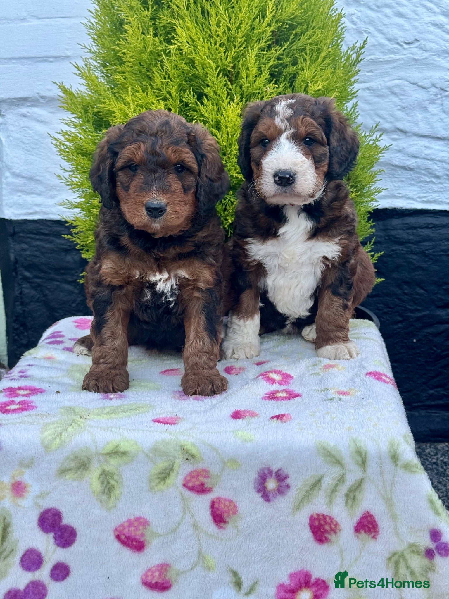 Bernedoodle dogs 4 gorgeous medium size bernedoodle puppies  - Advert 3
