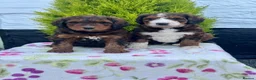 Bernedoodle dogs for sale: 2gorgeous medium size bernedoodle puppies  - Advert 7