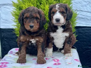 Bernedoodle dogs 4 gorgeous medium size bernedoodle puppies - Advert 3
