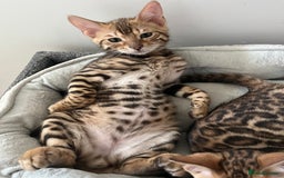 Bengal cats for sale: TICA reg STUNNING BENGAL KiTTENs - Image 9