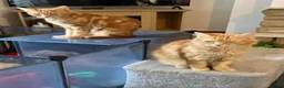 British Shorthair cats for sale: Adorable playful kittens - Advert 1