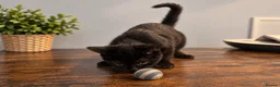 Scottish Fold cats for sale: Beautiful British Shorthair Kittens – Home Raised  - Advert 8