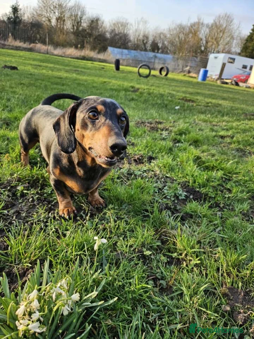 Mixed Breed dogs for sale: Beautiful little black & tan boy, dachshund mix🥹 in Motherwell - Advert 2