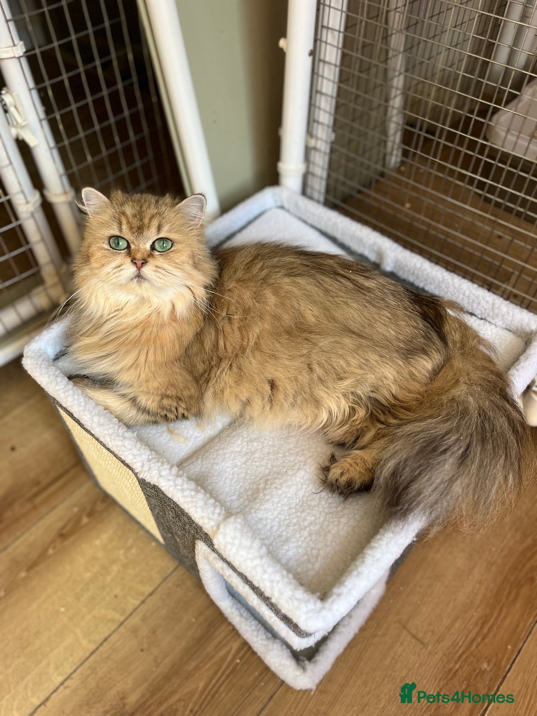 British Longhair cats for sale: Gorgeous Gccf female British Longhair - Advert 8