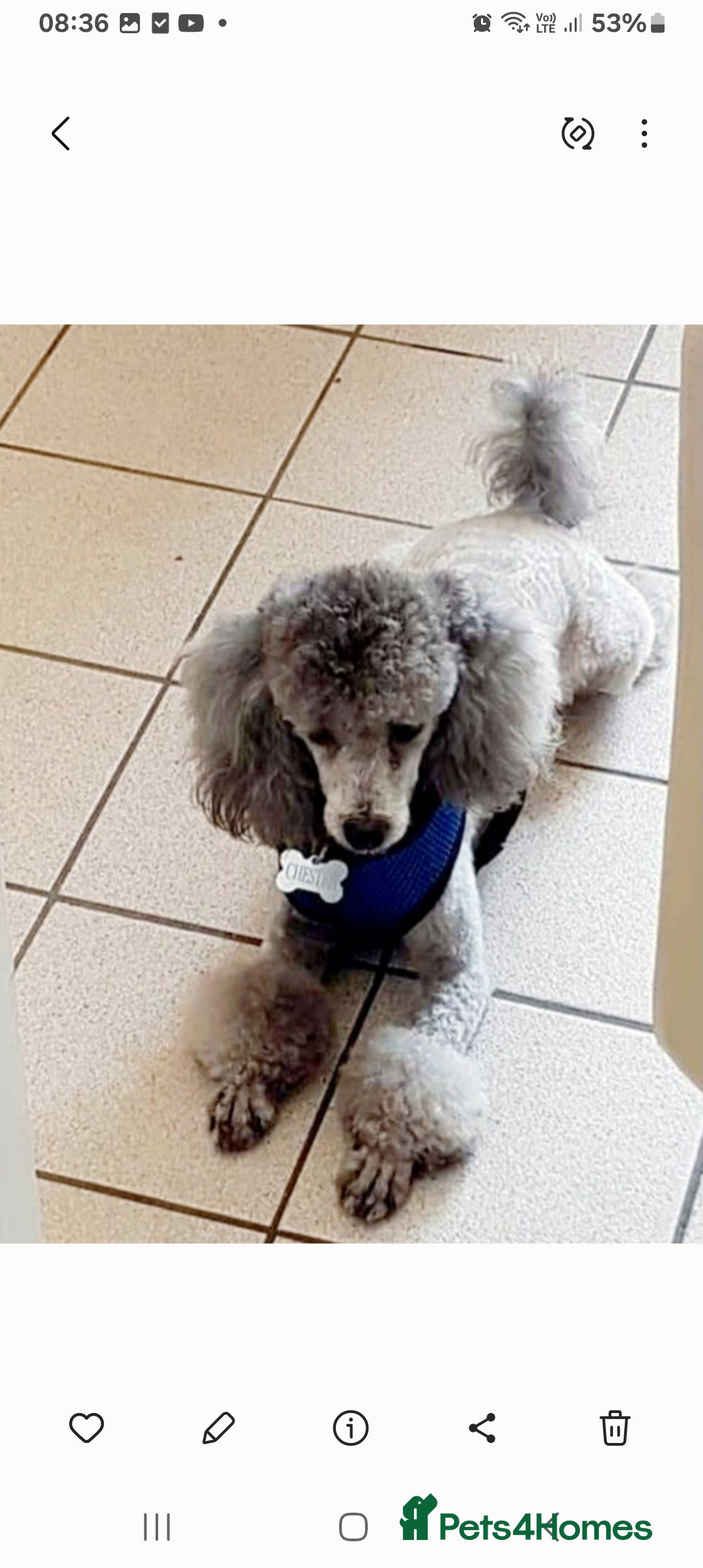 Toy Poodle dogs for stud: *2 STUDS AVAILABLE*FULL PEDIGREE SILVER & PHANTOM in Colwyn Bay - Advert 2