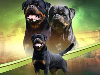 Rottweiler dogs Top KC Registered Rottweiler Stud Simba - Advert 1