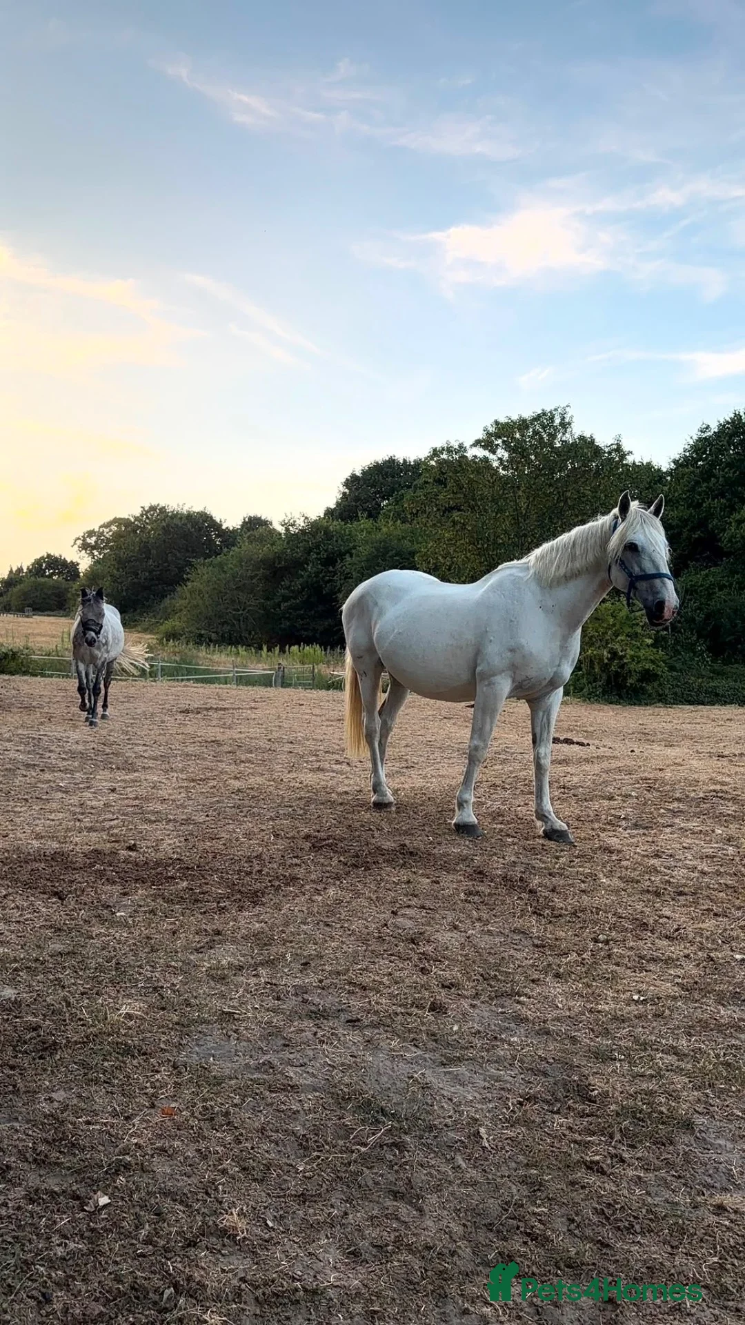 Irish Draught horses for sale: Class 1 weight carrier Irish draught  - Advert 2