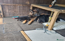 German Shepherd dogs for sale: Gorgeous 10 GSD Puppies Looking For Their Homes - Image 6