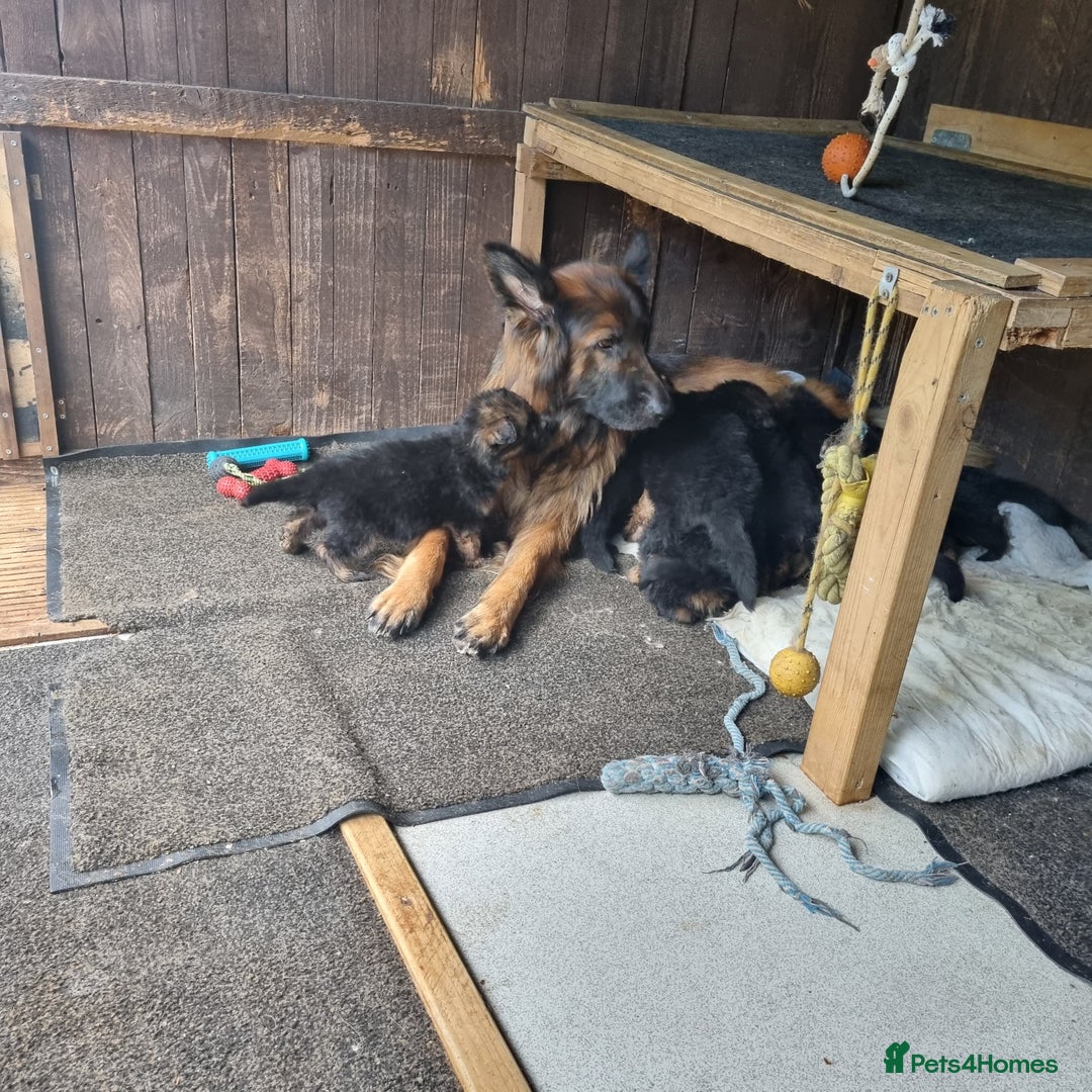 German Shepherd dogs for sale: Gorgeous 10 GSD Puppies Looking For Their Homes - Image 6
