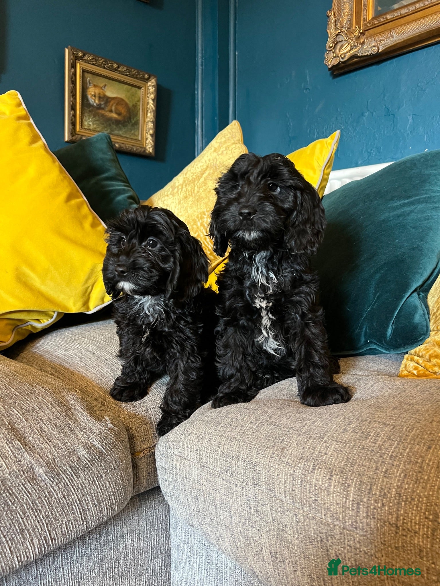 Cockapoo dogs REDUCED Cockapoo puppies health tested parents   - Advert 4