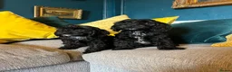 Cockapoo dogs for sale: REDUCED Cockapoo puppies health tested parents   - Advert 1