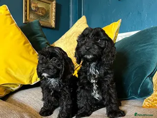 Cockapoo dogs REDUCED Cockapoo puppies health tested parents - Advert 5