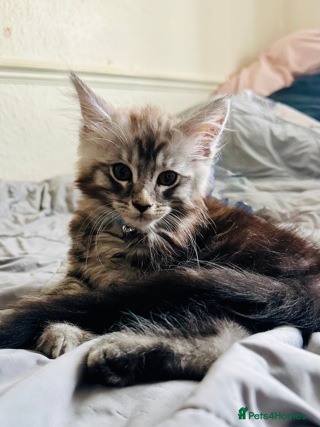 Maine Coon cats for sale: FULL Mainecoon kittens  - Image 12