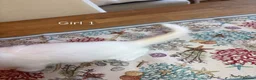 Turkish Angora cats for sale: Turkish Angora X Blue lynx bio Ragdoll kittens - Advert 4
