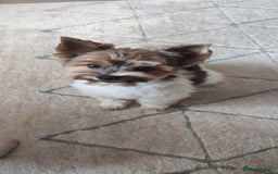 Biewer Terrier dogs for stud: Biewer Yorkshire Terrier for stud in Weston-super-Mare - Image 2