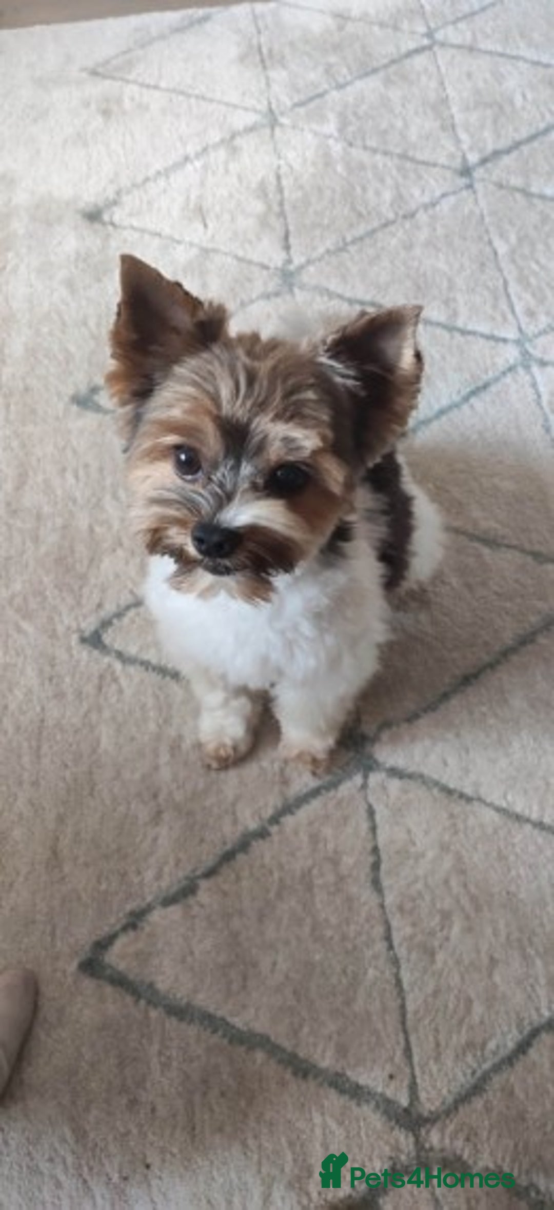 Biewer Terrier dogs for stud: Biewer Yorkshire Terrier for stud in Weston-super-Mare - Image 2