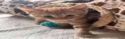 Domestic Shorthair cats for sale: 3 gorgeous Ginger Boys and one Black - Advert 26