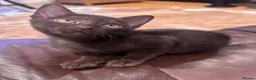 Burmese cats for sale: Cuddly Cream boy & Two beautiful Black Torties - Advert 10