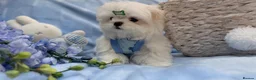 Maltese dogs for sale: Ready Now! Full Korean KC Registered little boy.  - Advert 5
