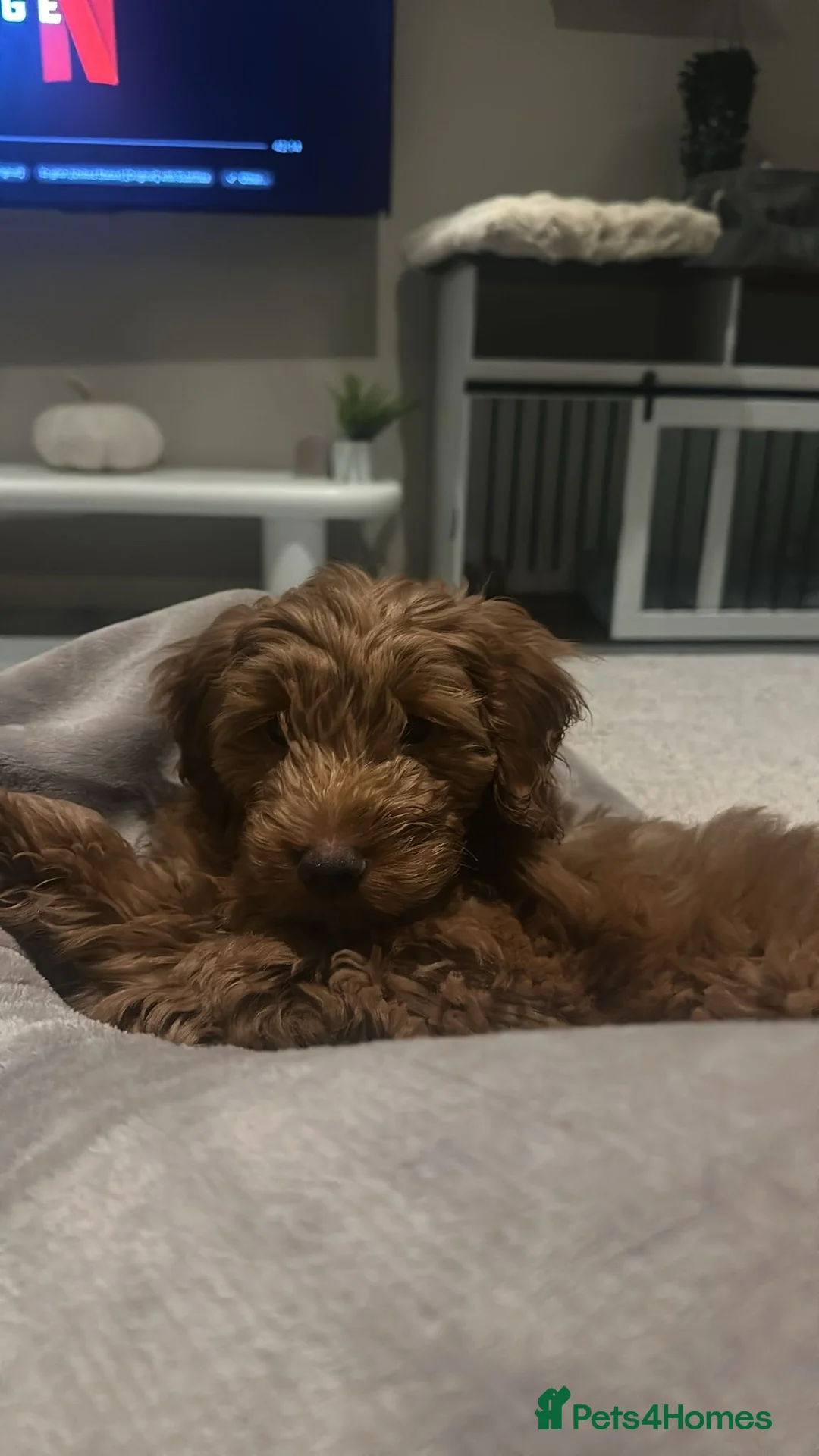 Cockapoo dogs for sale: Biscuit is looking for his forever home  - Advert 4
