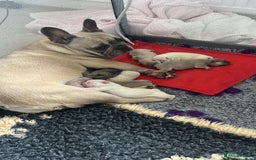 French Bulldog dogs for sale: kc registered french bulldogs - Image 9