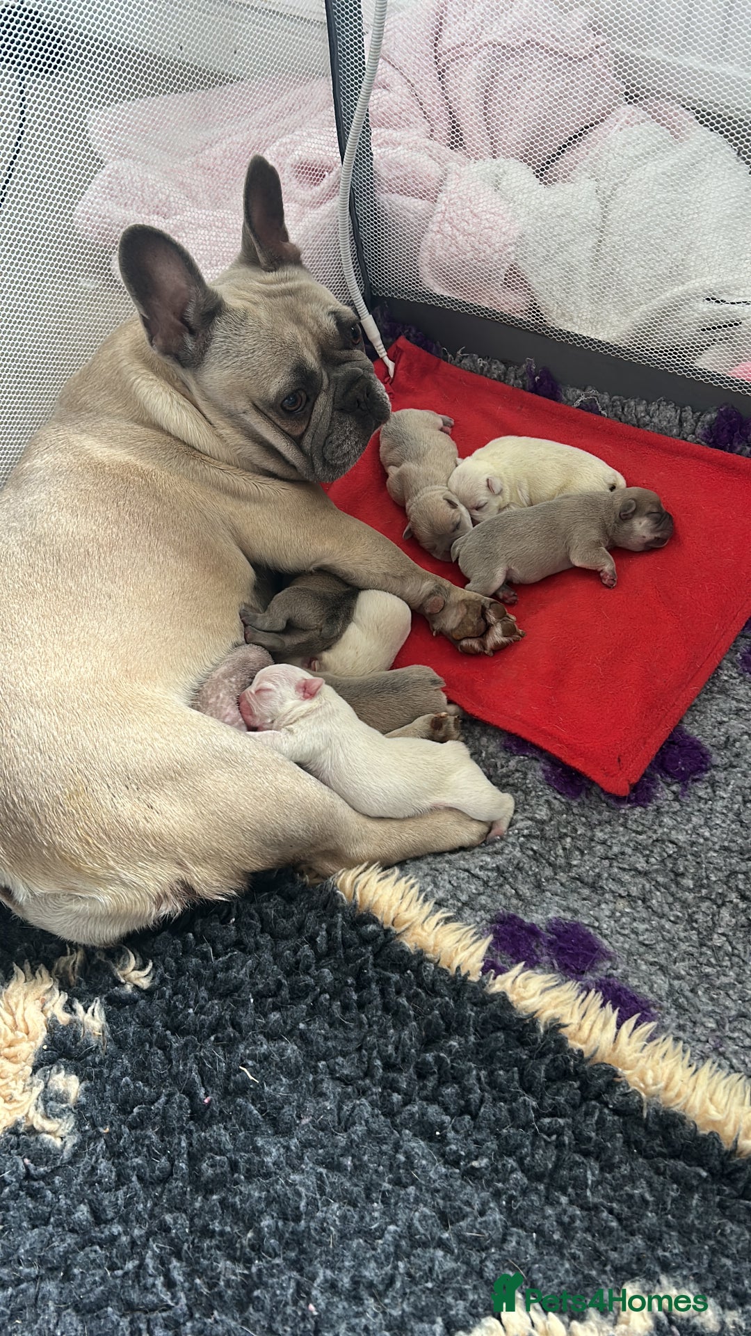 French Bulldog dogs for sale: kc registered french bulldogs - Image 9