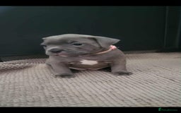 Staffordshire Bull Terrier dogs for sale: Staffordshire Bull Terrier Puppies- Ready Soon! - Image 6