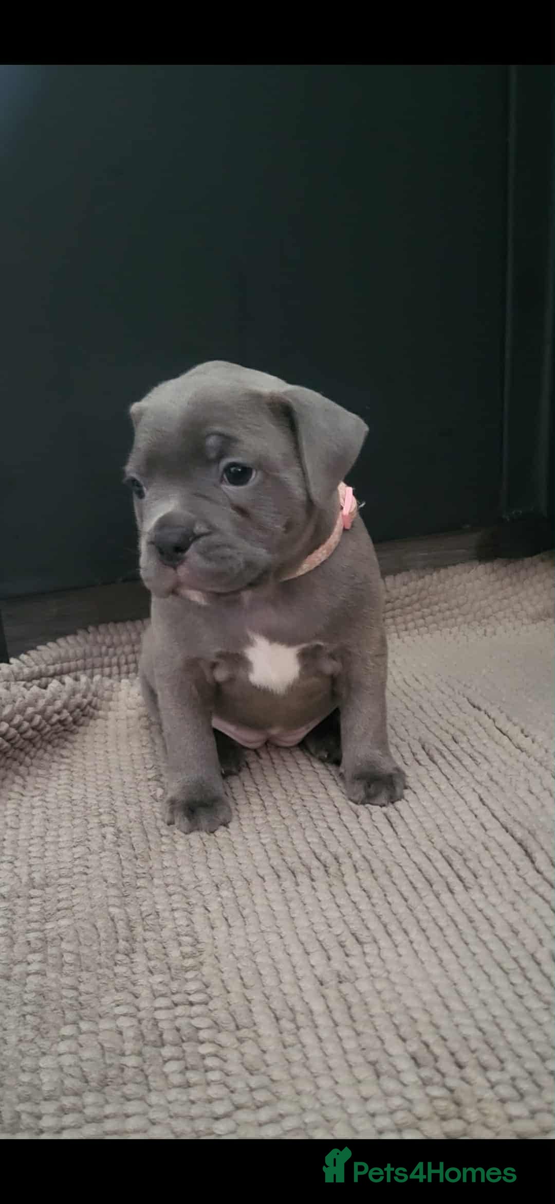 Staffordshire Bull Terrier dogs for sale: Staffordshire Bull Terrier Puppies- Ready Soon! - Image 6