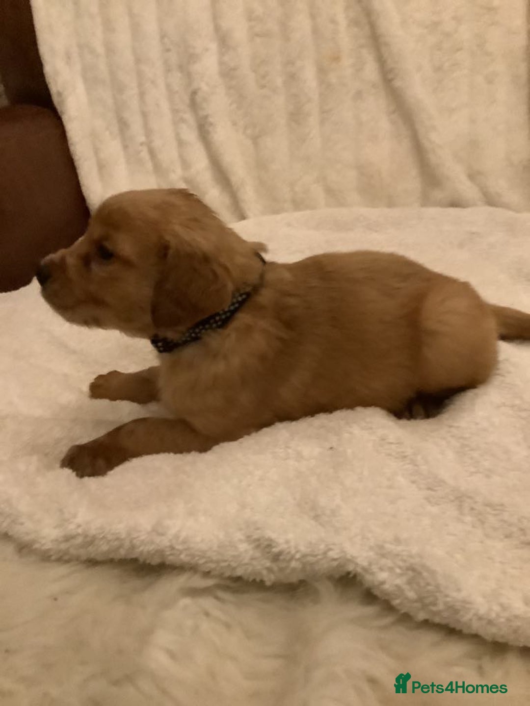 Golden Retriever dogs for sale: KC registered dark red golden retrievers - Advert 7