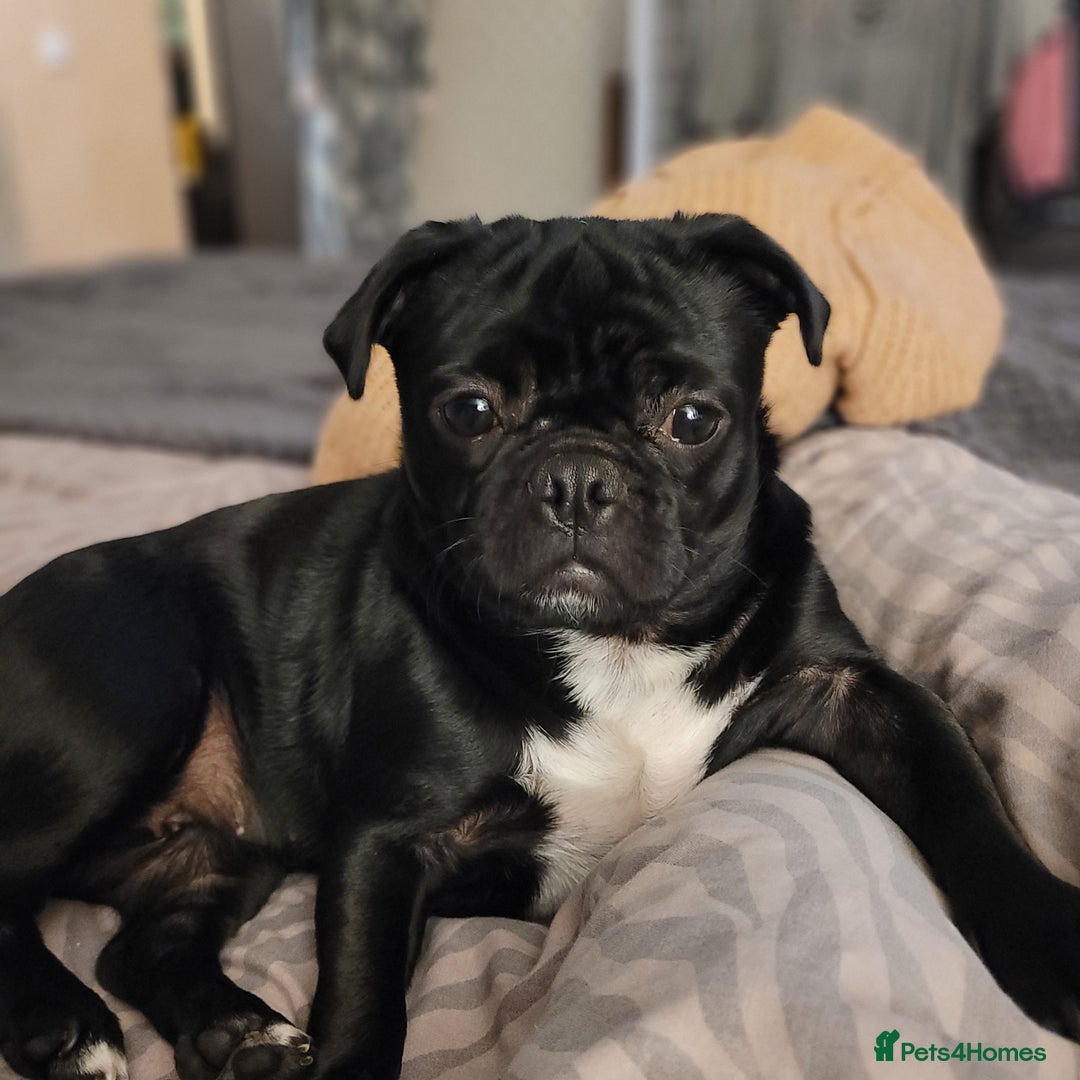 Mixed Breed dogs for sale: Frenchies/ jugs puppies. Please read - Image 7