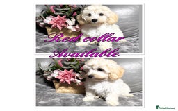Maltipoo dogs for sale: Beautiful Maltipoo💙 boys and girls❤️ pra clear in Newark - Image 21