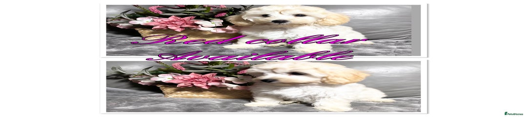 Maltipoo Puppy 8