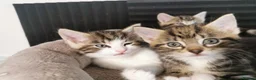 Mixed Breed cats for sale: Extra-cuddly, hand-reared, vet checked kittens  - Advert 6
