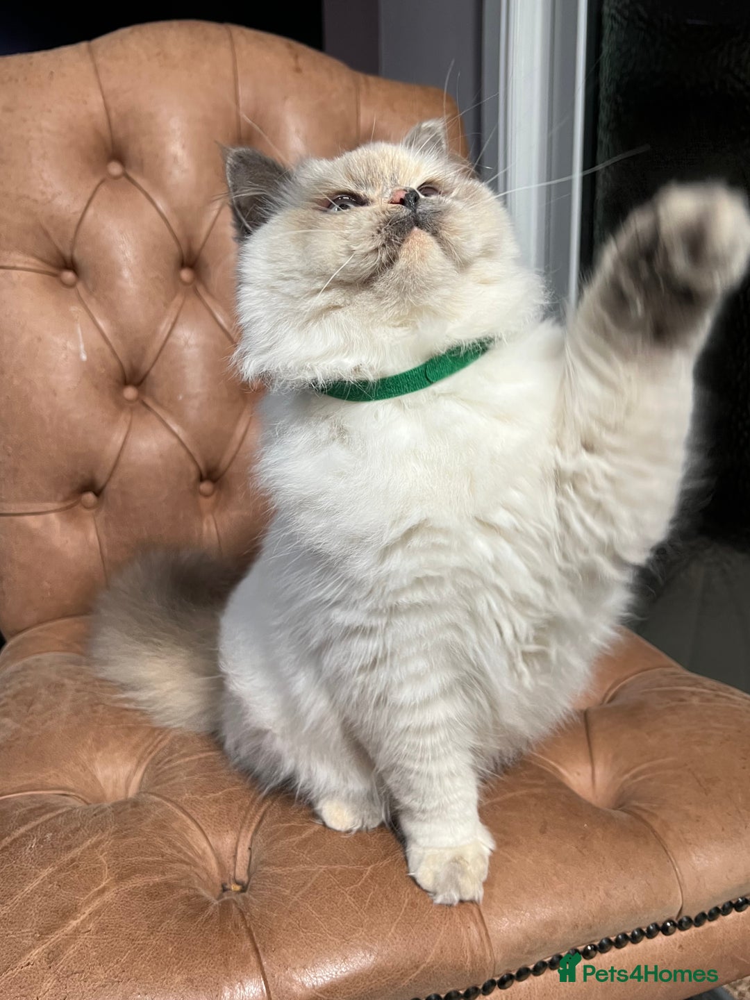 British Shorthair cats for sale: British Shorthair & British Longhair Kittens  - Image 10