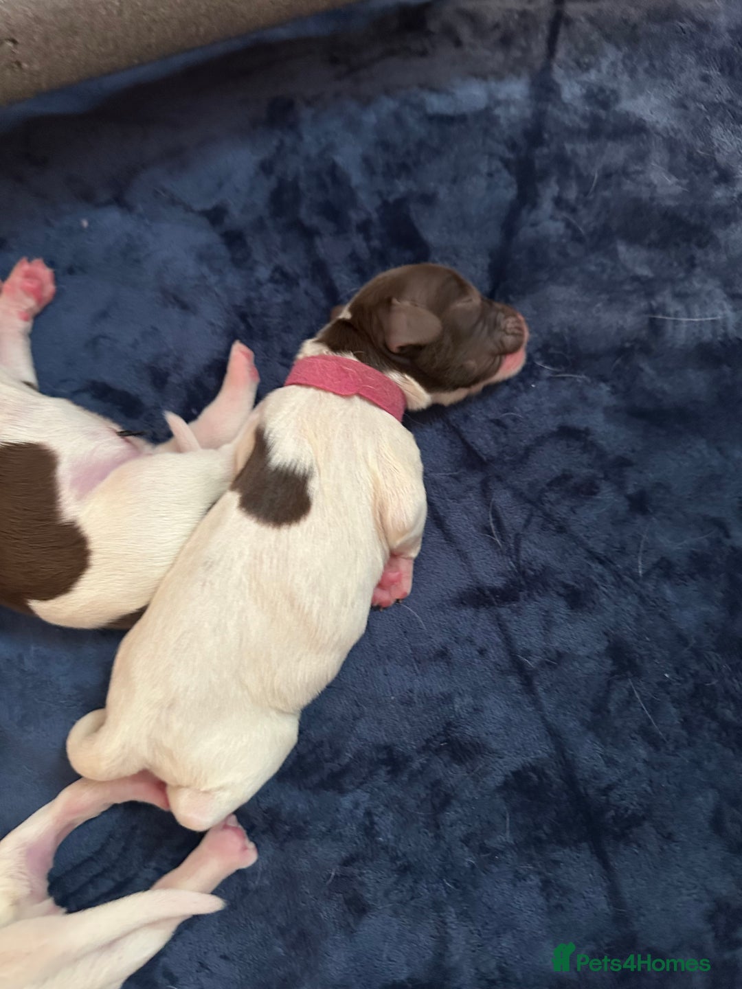 English Springer Spaniel dogs for sale: KC registered Springer Spainel  - Advert 18