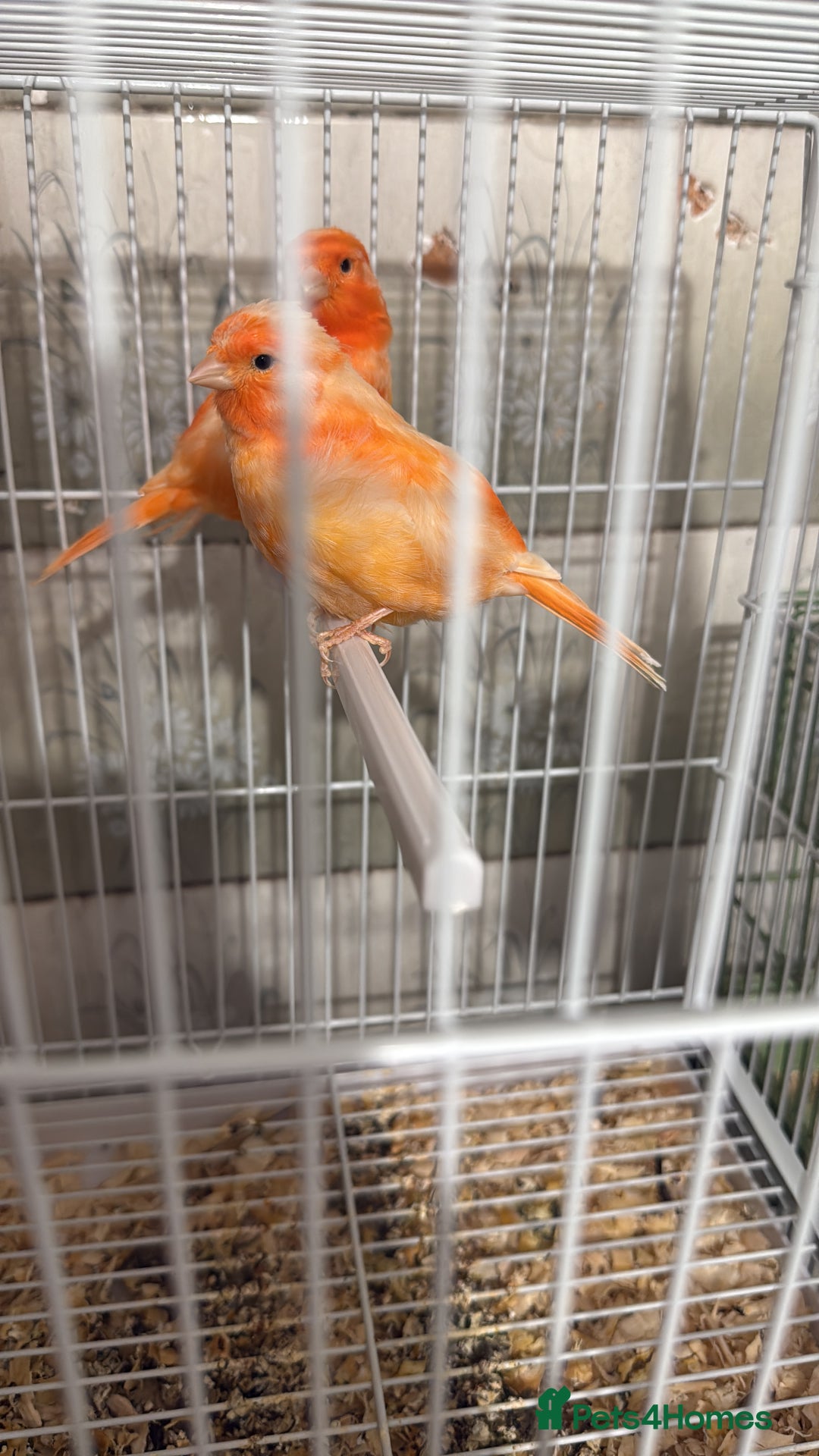 Canaries birds for sale: Red factor canary pair  - Image 1