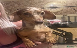 Miniature Dachshund dogs for sale: Kc reg min  Dachshund babies  - Image 3